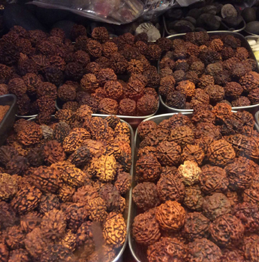 rudraksha