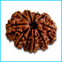 10 (Dus) Mukhi Rudraksha