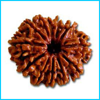 12 (Baarah) Mukhi Rudraksha