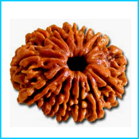 13 (Terah) Mukhi Rudraksha