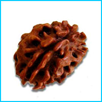 2 (Do) Mukhi Rudraksha