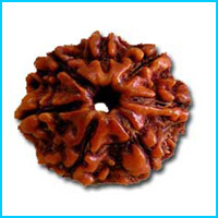 7 (Saat) Mukhi Rudraksha