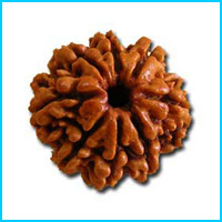 8 (Aath) Mukhi Rudraksha