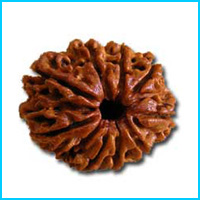 9 (Now) Mukhi Rudraksha